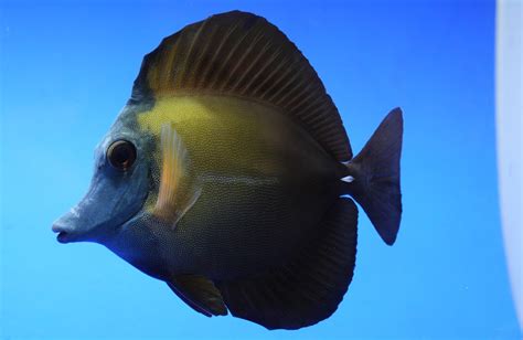 Blue Face Koi Tang .